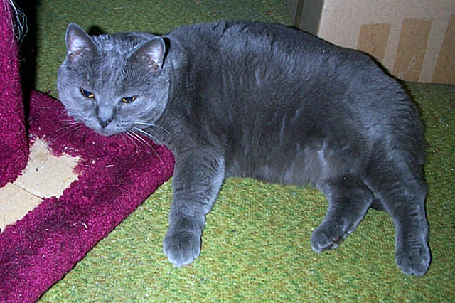 Zilla + scratching post